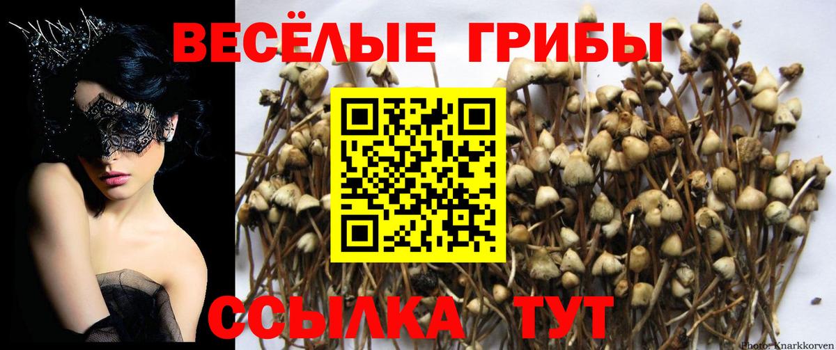 купить   Галлюциногенные грибы Psilocybe  Вход с VPN  Бахчисарай 